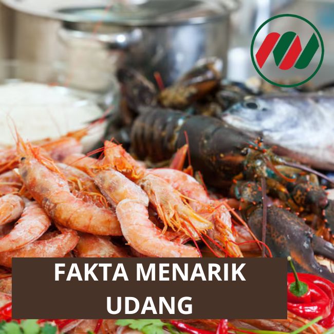 Ini Dia Fakta-Fakta Menarik tentang Udang Dan Gizi Udang